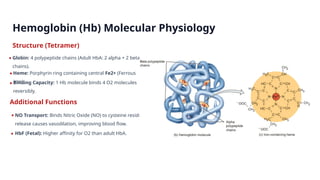 Hba Structure final Connective Tissue PPT.pptx based on the book atlas &tortora ...