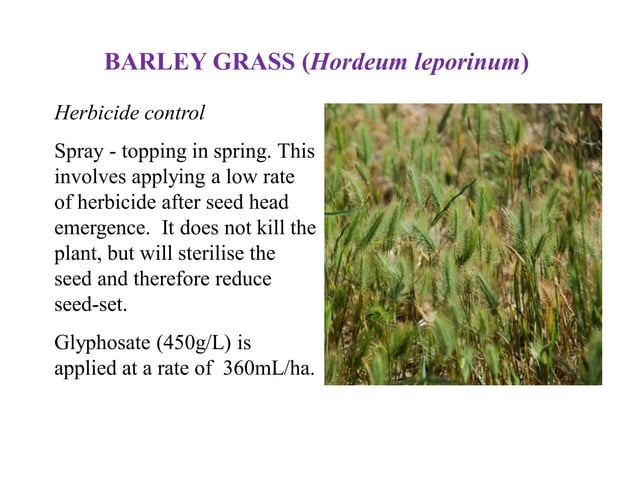 Image showcasing Control of toxic pasture plants (horses) #horsecare | PDF | Gardening ...