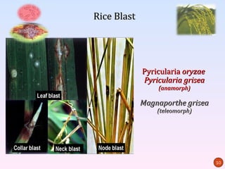 Rice Blast




             Pyricularia oryzae
             Pyricularia grisea
                 (anamorph)

             Magnaporthe grisea
                 (teleomorph)




                                  10
 