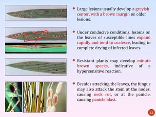  Large lesions usually develop a greyish
  center, with a brown margin on older
  lesions.

 Under conducive conditions, lesions on
  the leaves of susceptible lines expand
  rapidly and tend to coalesce, leading to
  complete drying of infected leaves.

 Resistant plants may develop minute
  brown specks, indicative         of    a
  hypersensitive reaction.

 Besides attacking the leaves, the fungus
  may also attack the stem at the nodes,
  causing neck rot, or at the panicle,
  causing panicle blast.

                                            11
 