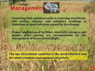 Management
• Practicing field sanitation such as removing weed hosts,
  rice straws, ratoons, and volunteer seedlings is
  important to avoid infection caused by this disease.

• Proper application of fertilizer, especially nitrogen, and
  proper plant spacing are recommended for the
  management of bacterial leaf blight.




The use of resistant varieties is the most effective and
the most common management practices.


                                                               12
 