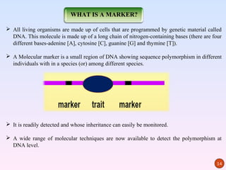 WHAT IS A MARKER?

 All living organisms are made up of cells that are programmed by genetic material called
  DNA. This molecule is made up of a long chain of nitrogen-containing bases (there are four
  different bases-adenine [A], cytosine [C], guanine [G] and thymine [T]).

 A Molecular marker is a small region of DNA showing sequence polymorphism in different
  individuals with in a species (or) among different species.




 It is readily detected and whose inheritance can easily be monitored.

 A wide range of molecular techniques are now available to detect the polymorphism at
  DNA level.


                                                                                         14
 