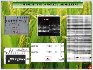 RAPD



     RFLP




            SSR


                         AFLP
                   SNP

16
                                16
 