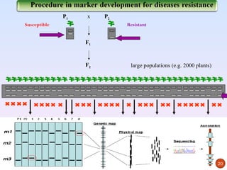 P1   x    P2
Susceptible                  Resistant


                   F1



                   F2         large populations (e.g. 2000 plants)




                                                                     20
 