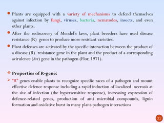  Plants are equipped with a variety of mechanisms to defend themselves
  against infection by fungi, viruses, bacteria, nematodes, insects, and even
  other plants.
 After the rediscovery of Mendel’s laws, plant breeders have used disease
  resistance (R) genes to produce more resistant varieties.
 Plant defenses are activated by the specific interaction between the product of
  a disease (R) resistance gene in the plant and the product of a corresponding
  avirulence (Avr) gene in the pathogen (Flor, 1971).

 Properties of R-gene:
 “R” genes enable plants to recognize specific races of a pathogen and mount
  effective defence response including a rapid induction of localized necrosis at
  the site of infection (the hypersensitive response), increasing expression of
  defence-related genes, production of anti microbial compounds, lignin
  formation and oxidative burst in many plant-pathogen interactions

                                                                                    21
 