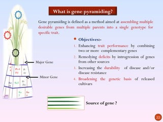 What is gene pyramiding?
                         Gene pyramiding is defined as a method aimed at assembling multiple
                         desirable genes from multiple parents into a single genotype for
                         specific trait.
                                              Objectives:-
                                             1. Enhancing trait performance by combining
                                                two or more complementary genes
                                             2. Remedying deficits by introgression of genes
X                       Major Gene              from other sources
a
     Pi-4    Pi                              3. Increasing the durability of disease and/or
4
     (t)     (t)                                disease resistance
                          Minor Gene         4. Broadening the genetic basis of released
Xa          Pi-
21
     Xa5
            2(t)                                cultivars
       Xa          Xa
       7           3

                                                    Source of gene ?


                                                                                               22
 