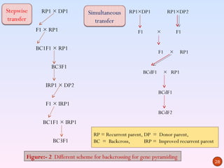Stepwise     RP1 × DP1           Simultaneous     RP1×DP1             RP1×DP2
transfer                            transfer
           F1 × RP1                                   F1         ×        F1

           BC1F1 × RP1
                                                                 F1   ×      RP1

                 BC3F1
                                                         BCdF1       × RP1

               IRP1 × DP2
                                                                 BCdF1

               F1 × IRP1
                                                                 BCdF2
             BC1F1 × IRP1
                                   RP = Recurrent parent, DP = Donor parent,
                  BC3F1            BC = Backcross,        IRP = Improved recurrent parent

       Figure:- 2 Different scheme for backcrossing for gene pyramiding
                                                                                            28
 