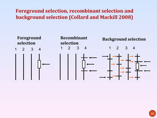Foreground selection, recombinant selection and
background selection (Collard and Mackill 2008)


    Foreground    Recombinant     Background selection
    selection     selection
1     2   3   4   1   2   3   4      1   2   3   4




                                                         30
 