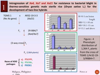 Introgression of Xa4, Xa7 and Xa21 for resistance to bacterial blight in

1    thermo-sensitive genetic male sterile rice (Oryza sativa L.) for the
     development of two-line hybrids

TGMS 1           x        AR32-19-3-3                         R=0-5 cm lesion
(No Xa gene)                (Xa21)                                      length
                                                              MR=5.1-10 cm
                                                              MS=10.1-15 cm
                                                              S=15.1 and above
                F1    x     1R-BB4/7
                            (Xa4/Xa7)

                                                                   Figure:- 4
       (3-way cross) F1                                            Phenotypic
                                                                 distribution of
                                                                 1,364 F2 plants
                       F2 (1364 plants)                        from the cross of
                                                               TGMS 1/Ar32-19-
                     a) PXO99,                                     3/IRBB4+7.
 Races of XOO        b) PXO86,
  pathogen
                     c) PXO61

        Maligaya, Philippines                                  Perez et          34
 