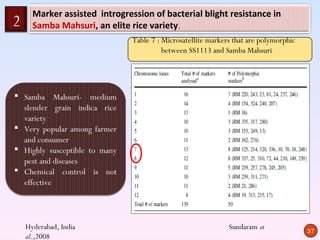 Marker assisted introgression of bacterial blight resistance in
2     Samba Mahsuri, an elite rice variety.
                               Table 7 : Microsatellite markers that are polymorphic
                                         between SS1113 and Samba Mahsuri




 Samba Mahsuri- medium
  slender grain indica rice
  variety
 Very popular among farmer
  and consumer
 Highly susceptible to many
  pest and diseases
 Chemical control is not
  effective



    Hyderabad, India                                          Sundaram et
                                                                                       37
    al.,2008
 