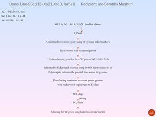 Donor Line-SS1113 (Xa21,Xa13, Xa5) &                 Recipient line-Sambha Mashuri
Xa21- PTA248-0.2 cM
Xa13-RG136-~1.5 cM
Xa5-RG556-~0.1 cM
                                  SS1113 (Xa21,Xa13, Xa5) X Sambha Mashuri


                                                    F1 Plants


                          Confirmed for heterozygosity using ‘R’ gene(s) linked markers


                                       Back crossed with recurrent parent


                           11 plants heterozygous for three ‘R’ genes (Xa21,Xa13, Xa5)


                        Subjected to background selection using 50 SSR marker found to be
                            Polymorphic between the parental lines across the genome


                                Plants having maximum recurrent parent genome
                                    were backcrossed to generate BC2F1 plants


                                                   BC4F1 stage
                                                          Selfing
                                                   BC4F2 lines


                              Screening for ‘R’ genes using linked molecular marker         38
 