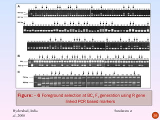 Figure: - 6 Foreground selection at BC1 F1 generation using R gene
                           linked PCR based markers

Hyderabad, India                                     Sundaram et
al.,2008                                                                39
 
