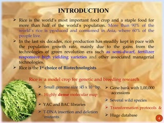 INTRODUCTION
     Rice is the world’s most important food crop and a staple food for
      more than half of the world’s population. More than 90% of the
      world’s rice is produced and consumed in Asia, where 60% of the
      people live.
     In the last six decades, rice production has steadily kept in pace with
      the population growth rate, mainly due to the gains from the
      technologies of green revolution era such as semi-dwarf, fertilizer
      responsive high yielding varieties and other associated managerial
      technologies.
     Rice is the 1st choice of Biotechnologists

            Rice is a model crop for genetic and breeding research
                 Small genome size :45 x 10 6 bp.  Gene bank with 1,00,000
                 Highly dense molecular map         accessions
                                                    Several wild species
                 YAC and BAC libraries
                                                    Transformation protocols &
                 T-DNA insertion and deletion
4                 mutants                           Huge database
                                                                                4
 