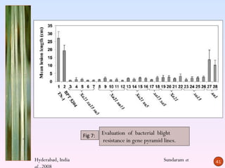Fig 7:   Evaluation of bacterial blight
                            resistance in gene pyramid lines.


Hyderabad, India                                       Sundaram et   41
al.,2008
 