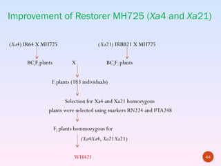 Improvement of Restorer MH725 (Xa4 and Xa21)

(Xa4) IR64 X MH725                     (Xa21) IRBB21 X MH725

      BC4F1 plants          X              BC 4F1 plants


                 F1 plants (183 individuals)


                       Selection for Xa4 and Xa21 homozygous
                plants were selected using markers RN224 and PTA248

                     F2 plants hommozygous for
                                (Xa4Xa4, Xa21Xa21)

                             WH421                                    44
 