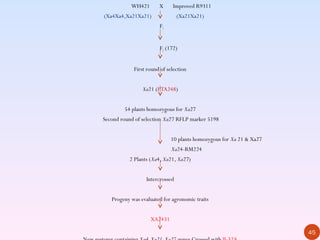 WH421       X     Improved R9311
(Xa4Xa4,Xa21Xa21)                (Xa21Xa21)
                       F1


                       F2 (172)


            First round of selection


                Xa21 (PTA248)


        54 plants homozygous for Xa27
Second round of selection Xa27 RFLP marker 5198


                            10 plants homozygous for Xa 21 & Xa27
                             Xa24-RM224
          2 Plants (Xa4, Xa21, Xa27)


                  Intercrossed


   Progeny was evaluated for agronomic traits


                   XA2431

                                                                    45
 