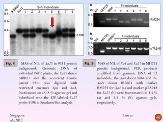 Fig. 8     MAS of NIL of Xa27 in 9311 genetic      Fig. 9    MAS of NIL of Xa4 and Xa21 in MH725
         background. Genomic DNA of                         genetic background. PCR products
         individual B6F2 plants, the Xa27 donor             amplified from genomic DNA of F2
         IRBB27 and the recurrent female                    individuls, the Xa4 donor IR64 and the
         parent 9311 was digested with                      Xa21 donor IRBB21 with marker
         restricted enzymes SpeI and SacI,                  RM224 for Xa4 (a) and marker pTA248
         fractionated on a 0.8 % agarose gel and            for Xa21 (b) were fractionated on 3.5 %
         hybridized with the 32P-labeled Xa27               (a) and 1.5 % (b) agarose gels,
         probe 5198 in Southern blot analysis               respectively.


   Singapore                                                                Luo et
                                                                                                  46
   al.,2012
 