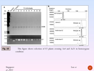 Fig. 10          This figure shows selection of F2 plants crossing Xa4 and Xa21 in homozygous
               condition




   Singapore                                                             Luo et             47
   al.,2012
 