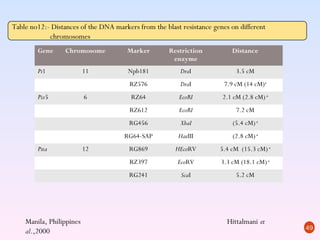 Table no12:- Distances of the DNA markers from the blast resistance genes on different
            chromosomes
        Gene      Chromosome           Marker        Restriction          Distance
                                                      enzyme
        Pi1               11           Npb181            DraI               3.5 cM
                                       RZ576             DraI          7.9 cM (14 cM)a
        Piz5              6             RZ64            EcoRI          2.1 cM (2.8 cM) a
                                       RZ612            EcoRI               7.2 cM
                                       RG456             XbaI             (5.4 cM) a
                                      RG64-SAP          HaeIII            (2.8 cM) a
        Pita              12           RG869           HEcoRV         5.4 cM (15.3 cM) a
                                       RZ397            EcoRV         3.3 cM (18.1 cM) a
                                       RG241             ScaI               5.2 cM




    Manila, Philippines                                                 Hittalmani et
                                                                                           49
    al.,2000
 