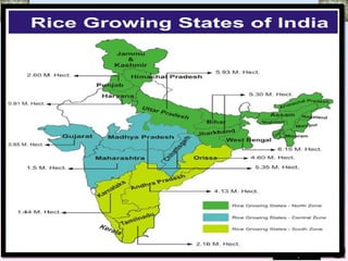 AREA, PRODUCTION AND PRODUCTIVITY OF RICE




        Table no.1 Area, production and productivity
                   Area      Productivity
       Regions                              Production (MT)
                  (Mha)        (kg/ha)
        World
         India      44           2207             100
        Gujarat    0.68          1903             1.62
                                                              5
 