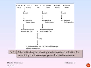 Fig.11 Schematic diagram showing marker-assisted selection for
         pyramiding the three major genes for blast resistance

Manila, Philippines                                Hittalmani et
al.,2000                                                           50
 