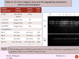 Table no 12: List of isogenic lines and the segregating populations
                    used in pyramiding gene
LINES/              LINE/            Resist      Popl
VARIETIES           CROSS            genes        size
CO39               Recurrent          None
                    parent
C101LAC           Isogenic line        Pi1
C101A51           Isogenic line       Piz5
C101PKT           Isogenic line        Pita                A
F2 population
BL12              Pi1/Piz5         Pi1+Piz5       150
BL14              Pi1/Pita          Pi1+Pita      250
BL24              Piz5/Pita        Piz5+Pita      150
                                                           B
BL124           Piz5/Pi1/Pita     Piz5+Pi1+Pit    180
                                       a

Fig12 :     PCR banding pattern of RG64 marker linked to Piz-5 blast resistant gene segregating in the F2
            population of the cross C101PKT (isoline for Pita).

        Manila, Philippines                                                Hittalmani et
                                                                                                      51
        al.,2000
 