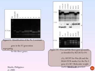 Figure13: Identification of the Piz-5 resistant

         gene in the F2 generation
segregating
                                                  Figure 14 : Two and the three gene pyramids
         for the three genes.
                                                               as identified by RZ536 for Pi1

                                                              (A), RZ397 for Pita (B) and the
                                                              RG64 PCR marker for the Piz-5
                                                              gene (C) M= Molecular weight
     Manila, Philippines                                      markerHittalmani et
                                                                     used as the standard
                                                                                                53
     al.,2000
 
