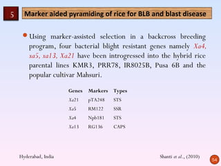 5     Marker aided pyramiding of rice for BLB and blast disease

     Using marker-assisted selection in a backcross breeding
        program, four bacterial blight resistant genes namely Xa4,
        xa5, xa13, Xa21 have been introgressed into the hybrid rice
        parental lines KMR3, PRR78, IR8025B, Pusa 6B and the
        popular cultivar Mahsuri.
                       Genes   Markers   Types
                       Xa21    pTA248    STS
                       Xa5     RM122     SSR
                       Xa4     Npb181    STS
                       Xa13    RG136     CAPS




    Hyderabad, India                               Shanti et al., (2010)
                                                                           54
 