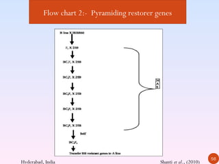 Flow chart 2:- Pyramiding restorer genes




                                                                      56
Hyderabad, India                              Shanti et al., (2010)
 
