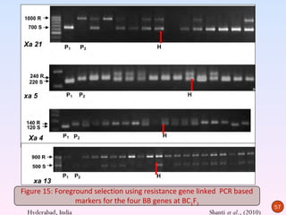 Figure 15: Foreground selection using resistance gene linked PCR based
                 markers for the four BB genes at BC1F1
                                                                                57
  Hyderabad, India                                      Shanti et al., (2010)
 