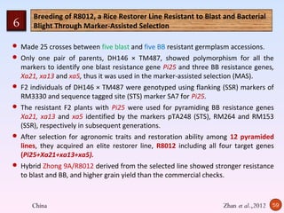 Breeding of R8012, a Rice Restorer Line Resistant to Blast and Bacterial
6     Blight Through Marker-Assisted Selection

 Made 25 crosses between five blast and five BB resistant germplasm accessions.
 Only one pair of parents, DH146 × TM487, showed polymorphism for all the
  markers to identify one blast resistance gene Pi25 and three BB resistance genes,
  Xa21, xa13 and xa5, thus it was used in the marker-assisted selection (MAS).
 F2 individuals of DH146 × TM487 were genotyped using flanking (SSR) markers of
  RM3330 and sequence tagged site (STS) marker SA7 for Pi25.
 The resistant F2 plants with Pi25 were used for pyramiding BB resistance genes
  Xa21, xa13 and xa5 identified by the markers pTA248 (STS), RM264 and RM153
  (SSR), respectively in subsequent generations.
 After selection for agronomic traits and restoration ability among 12 pyramided
  lines, they acquired an elite restorer line, R8012 including all four target genes
  (Pi25+Xa21+xa13+xa5).
 Hybrid Zhong 9A/R8012 derived from the selected line showed stronger resistance
  to blast and BB, and higher grain yield than the commercial checks.



      China                                                        Zhan et al.,2012   59
 