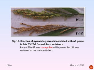 Fig. 16. Reaction of pyramiding parents inoculated with M. grisea
                 isolate 05-20-1 for neck blast resistance.
                 Parent TM487 was susceptible while parent DH146 was
                 resistant to the isolate 05-20-1.




China                                                       Zhan et al.,2012
                                                                               60
 