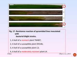 Fig. 17. Resistance reaction of pyramided lines inoculated
         with
           bacterial blight strains.
   1, A leaf of a resistant plant TM487;
   2, A leaf of a susceptible plant DH146;
   3, A leaf of a susceptible plant L3;
   4, A leaf of a moderately resistant plant L4.
China                                                      Zhan et al.,2012
                                                                              63
 