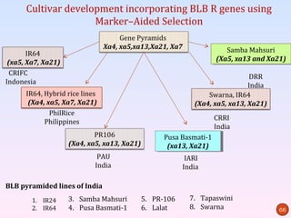 Cultivar development incorporating BLB R genes using
                     Marker–Aided Selection
                                     Gene Pyramids
                                Xa4, xa5,xa13,Xa21, Xa7                 Samba Mahsuri
       IR64                                                              Samba Mahsuri
 (xa5, Xa7, Xa21)                                                    (Xa5, xa13 and Xa21)
                                                                      (Xa5, xa13 and Xa21)
  CRIFC
                                                                             DRR
Indonesia
                                                                             India
      IR64, Hybrid rice lines                                   Swarna, IR64
       (Xa4, xa5, Xa7, Xa21)                                (Xa4, xa5, xa13, Xa21)
              PhilRice
                                                                 CRRI
            Philippines
                                                                 India
                            PR106                  Pusa Basmati-1
                                                    Pusa Basmati-1
                    (Xa4, xa5, xa13, Xa21)          (xa13, Xa21)
                                                     (xa13, Xa21)
                             PAU                          IARI
                            India                        India

BLB pyramided lines of India
        1. IR24     3. Samba Mahsuri         5. PR-106     7. Tapaswini
        2. IR64     4. Pusa Basmati-1        6. Lalat      8. Swarna                   66
 