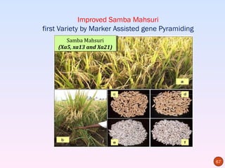 Improved Samba Mahsuri
first Variety by Marker Assisted gene Pyramiding
        Samba Mahsuri
         Samba Mahsuri
     (Xa5, xa13 and Xa21)
      (Xa5, xa13 and Xa21)




                                                   67
 