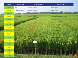 Gene         Cultivar                  Isolate/race                        References
    xa-15   M41                 Japanese isolates                  Noda (1989)
    Xa-16   Tetep and IR24      Japanese isolates                  Noda (1989)
    Xa-17   Asominori           Japanese isolates                  Ogawa et al., (1989)
    Xa-18   Toyonishiki         Burmese isolates                   Ogawa and Yamamoto (1986)
    Xa-19   XM5                 Japanese isolates                  Taura et al., (1991)
    Xa-20   XM6                 Japanese isolates                  Taura et al., (1992)
    Xa-21   O. longistaminata   Philippine and Japanese isolates   Khush et al., (1990)
    xa-22   Zhachanglong        Chinese isolates                   Lin et al., (1996)
    Xa-23   O. nivara           Indian isolates                    Kumar (1999)
            DV85, DV86,
    Xa-24   Aus295
                                Philippine race 6                  Lee et al., (2001)
                                Philippine, Chinese and Japanese
    Xa25    HX3
                                isolates
                                                                   Gao et al., (2001)

    Xa26    Minghui 63          Chinese isolate                    Yang et al., (2003)
                                Philippine, Chinese and Japanese
    Xa27    O. minuta
                                isolates
                                                                   Gu et al., (2004)

    Xa28    Lota sail           Philippine 2 and 5                 Lee et al., (2003)
    Xa29    O. officinalis      Not fully characterized            Tan et al., (2004)
    Xa30    O. rufipogan        Philippine isolate                 Jaiswal et al., (2004)
9
    Xa31    ZCL                 Chinese isolates                   Wang et al., (2008)         9
 