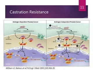Metastatic Castration Resistant Prostate Cancer(mCRPC) | PPT