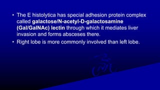• The E histolytica has special adhesion protein complex
called galactose/N-acetyl-D-galactosamine
(Gal/GalNAc) lectin through which it mediates liver
invasion and forms absceses there.
• Right lobe is more commonly involved than left lobe.
 