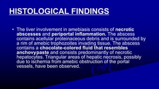 HISTOLOGICAL FINDINGS
• The liver involvement in amebiasis consists of necrotic
abscesses and periportal inflammation. The abscess
contains acellular proteinaceous debris and is surrounded by
a rim of amebic trophozoites invading tissue. The abscess
contains a chocolate-colored fluid that resembles
anchovypaste and consists predominantly of necrotic
hepatocytes. Triangular areas of hepatic necrosis, possibly
due to ischemia from amebic obstruction of the portal
vessels, have been observed.
 