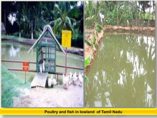Poultry and fish in lowland of Tamil Nadu
 