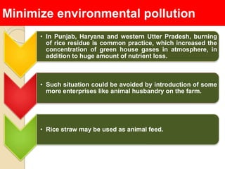 Minimize environmental pollution
      • In Punjab, Haryana and western Utter Pradesh, burning
        of rice residue is common practice, which increased the
        concentration of green house gases in atmosphere, in
        addition to huge amount of nutrient loss.



      • Such situation could be avoided by introduction of some
        more enterprises like animal husbandry on the farm.




      • Rice straw may be used as animal feed.
 