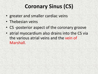 Coronary Sinus (CS)
• greater and smaller cardiac veins
• Thebesian veins
• CS -posterior aspect of the coronary groove
• atrial myocardium also drains into the CS via
the various atrial veins and the vein of
Marshall.
 