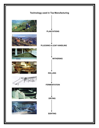 Technology used in Tea Manufacturing




               PLANTATIONS




         PLUCKING & LEAF HANDLING




                    WITHERING




                ROLLING




              FERMENTATION




                 DRYING




                SORTING
 