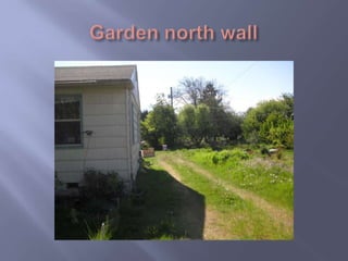 Garden north wall 