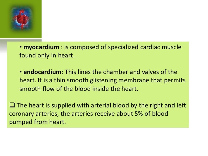 cardiovascular system