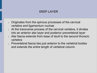 DEEP LAYER
● Originates from the spinous processes of the cervical
vertebra and ligamentum nuchae
● At the transverse process of the cervical vertebra, it divides
into an anterior alar layer and posterior prevertebral layer
● Alar fascia extends from base of skull to the second thoracic
vertebra
● Prevertebral fascia lies just anterior to the vertebral bodies
and extends the entire length of vertebral column
 