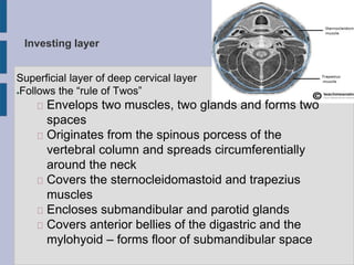 Investing layer
Superficial layer of deep cervical layer
●Follows the “rule of Twos”
Envelops two muscles, two glands and forms two
spaces
Originates from the spinous porcess of the
vertebral column and spreads circumferentially
around the neck
Covers the sternocleidomastoid and trapezius
muscles
Encloses submandibular and parotid glands
Covers anterior bellies of the digastric and the
mylohyoid – forms floor of submandibular space
 