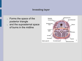 Investing layer
● Forms the space of the
posterior triangle
● and the suprasternal space
of burns in the midline
 