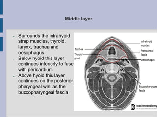 Middle layer
● Surrounds the infrahyoid
strap muscles, thyroid,
larynx, trachea and
oesophagus
● Below hyoid this layer
continues inferiorly to fuse
with pericardium
● Above hyoid this layer
continues on the posterior
pharyngeal wall as the
buccopharyngeal fascia
 