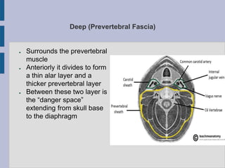 Deep (Prevertebral Fascia)
● Surrounds the prevertebral
muscle
● Anteriorly it divides to form
a thin alar layer and a
thicker prevertebral layer
● Between these two layer is
the “danger space”
extending from skull base
to the diaphragm
 